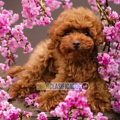 FRENCH POODLE RED  ... 