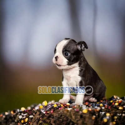 ADORABLE CACHORRO  BOSTON TERRIER... 