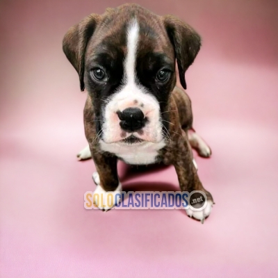 Boxer Strong and Smart Puppies Available... 