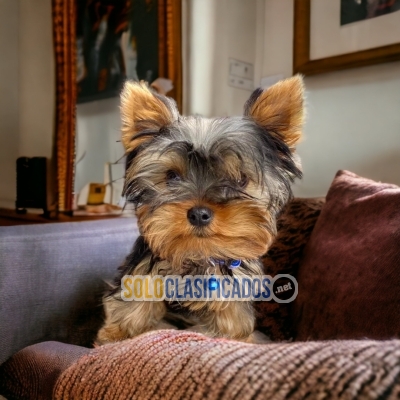 Beautiful dog Yorshire Terrier... 