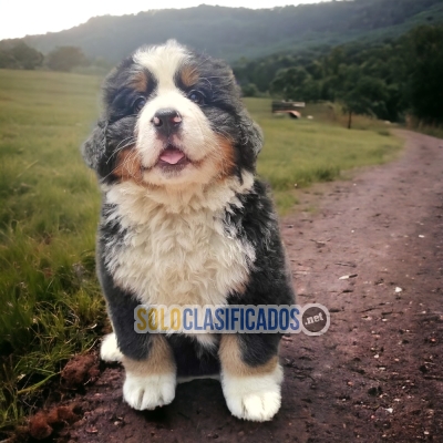 Bernese de Montaña Bonitos y Encantadores Cachorros... 