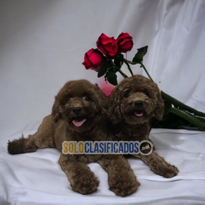 LINDO CACHORRITO FRENCH POODLE CHOCOLATE  AL MEJOR PRECIO PARA TI... 