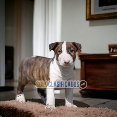 Lindos y cariñosos Bull Terrier... 