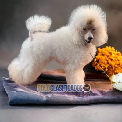 FRENCH POODLE NORMAL  TAKE NOW A LITTLE PAMPERED... 