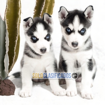 HUSKY SIBERIANO     IT WILL BE YOUR COMPANION AND BEST COMPANY FR... 