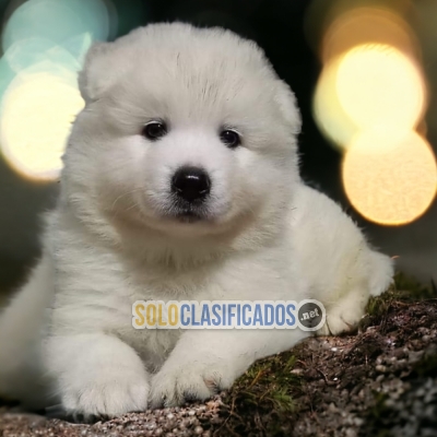 DISPONIBLES/AVAILABLE MASCOTAS/PETS SAMOYEDO... 