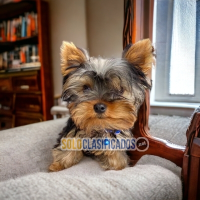 Bonito cachorro raza Yorshire Terrier... 