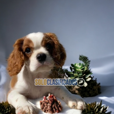 TIERNO CACHORRO CAVALIER KING... 