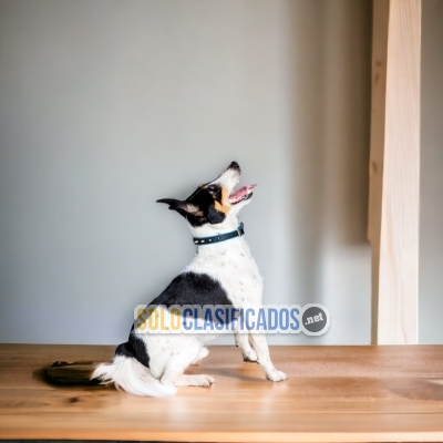 FOX TERRIER PELO CORTO IDEAL FOR YOUR HOME... 
