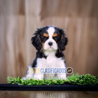 Beautiful puppies available now: CAVALIER KING CHARLES SPANIEL... 