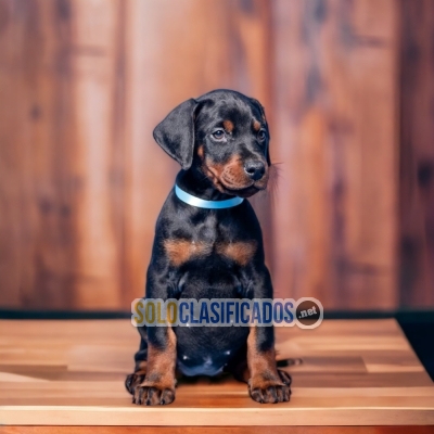 Beautiful puppies available  of DOBERMAN... 