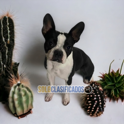 BEAUTIFULBOSTON TERRIER  FOR SALE... 