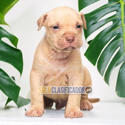 AMERICAN BULLY XL          IT WILL BE YOUR COMPANION AND BEST COM... 