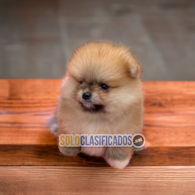 TIERNO POMERANIAN  DISPONIBLE... 