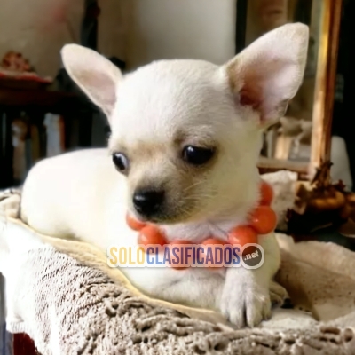 2BEAUTIFUL PUPPIES AVAILABLE CHIHUAHUA CABEZA DE MANZANA... 