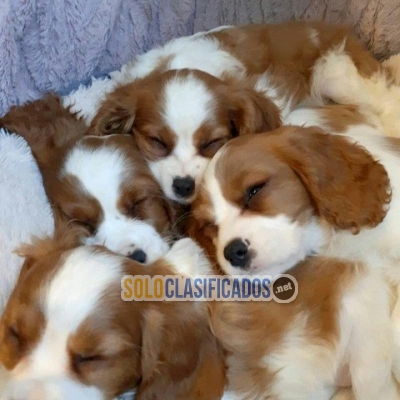 Cavalier king charles mini para comprar  Whatsapp : +1 (510) 8425... 