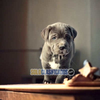 NEAPOLITAN MASTIFF AVAILABLE NORTH CAROLINA... 