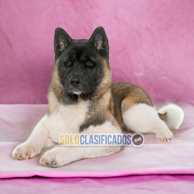 AKITA AMERICANO   LIKE DOG LOVE THERE IS NONE... 