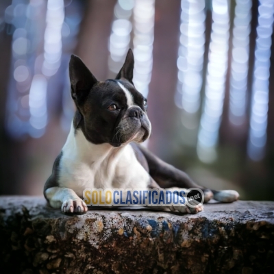 BEAUTIFUL PUPPIES BOSTON TERRIER... 