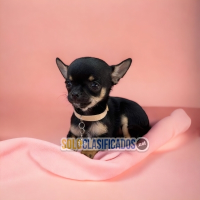 CUTE CHIHUAHUA APPLE... 