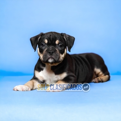 American Bully Radiant and Fine Puppies... 