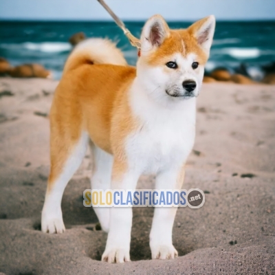 AKITA INU (JAPONES) DISPONIBLE AQUI... 