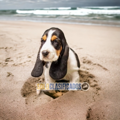 Unique and Lovely Basset Hound Puppies... 