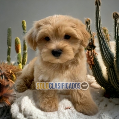 1HERMOSO BICHON HABANERO DISPONIBLE AQUI... 