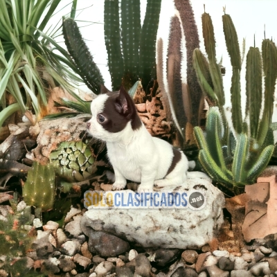 Chihuahua Cabeza de Manzana Cutie and Fine Puppies... 