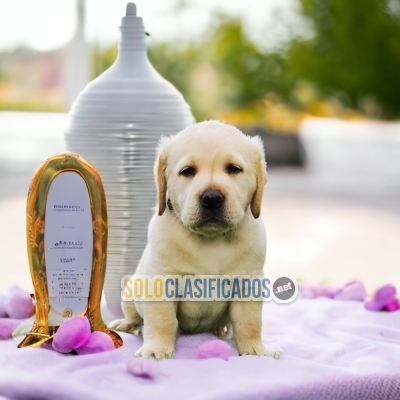 Labrador Retriever Encantadores y Finos Cachorros... 