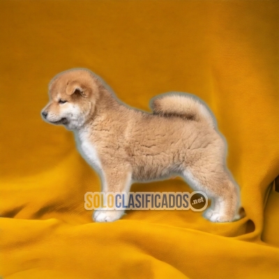 Disponible/available AKITA INU ( JAPONÉS)... 