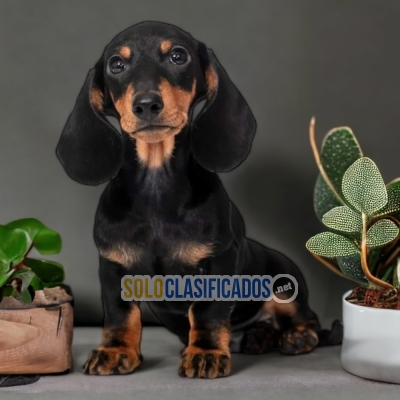 3ADORABLE DACHHUND NEGRO FUEGO... 