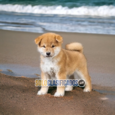 Charming and lovely Akita Inu... 