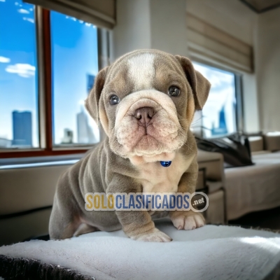 Normal English Bulldog Pretty Puppies... 