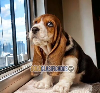 Cute and Lovely Basset Hound puppies... 