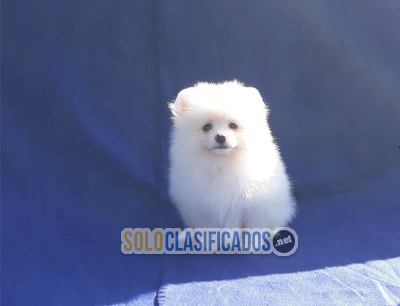 Solo Clasificados - Pomerania 