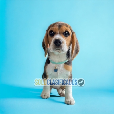 HERMOSOS CACHORROS BEAGLE POKET AMERICANO... 