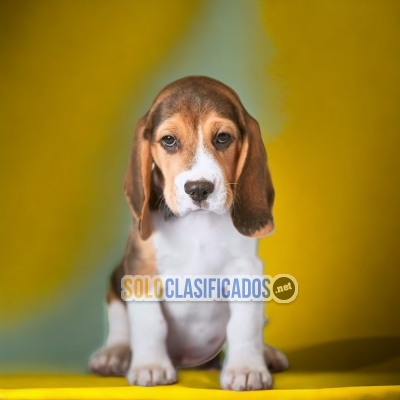 BELLOS CACHORROS BEAGLE POKET AMERICANO... 