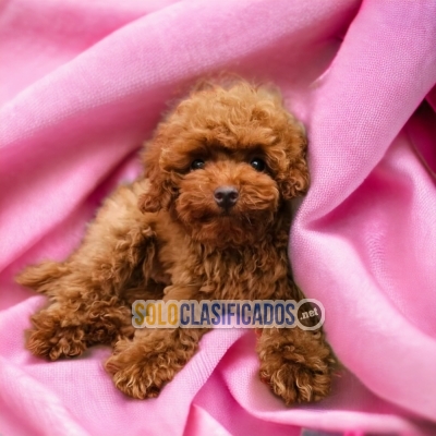 SALE RACE FRENCH POODLE RED... 