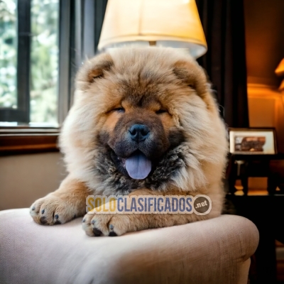 PERROS CHOW CHOW... 