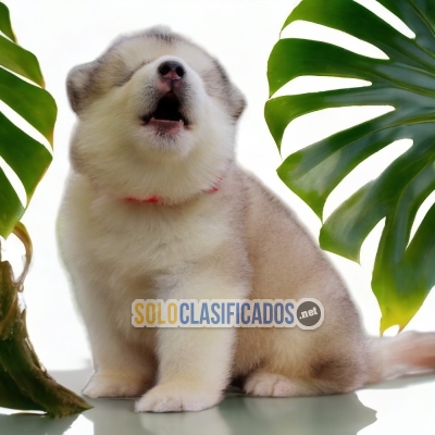 ALASKAN MALAMUTE DOGS AVAILABLE... 