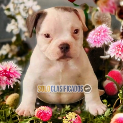 PRECIOSOS AMERICAN bully ilinois... 