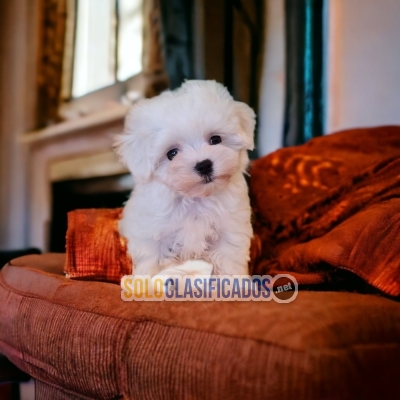 Furry BICHÓN MALTÉS... 