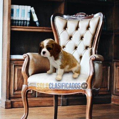 Lindos cachorros de raza Cavalier King Charles... 