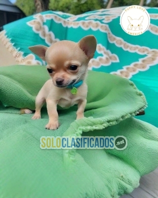 Chihuahua Manzana raza pura disponible en el mercado... 