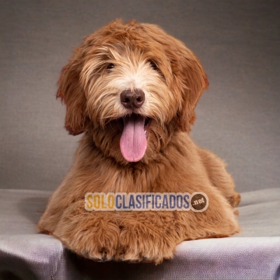 LABRADOODLE DISPONIBLE EN NORTH CAROLINA... 