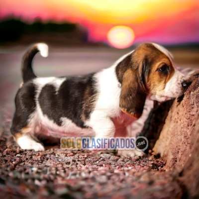 HAIRY BASSET HOUND FOR SALE... 