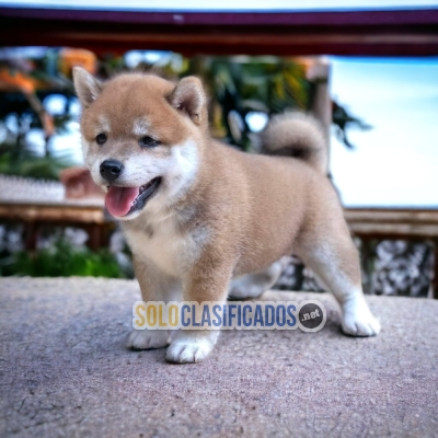 Hermoso y lindo cachorro Akita Inu... 