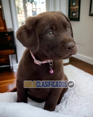 Pure Joy and Love: Adopt Your Labrador Retriever Pup Today!... 