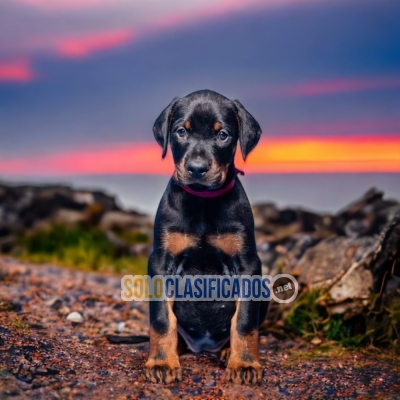 Lindos Doberman Agradables Cachorros... 